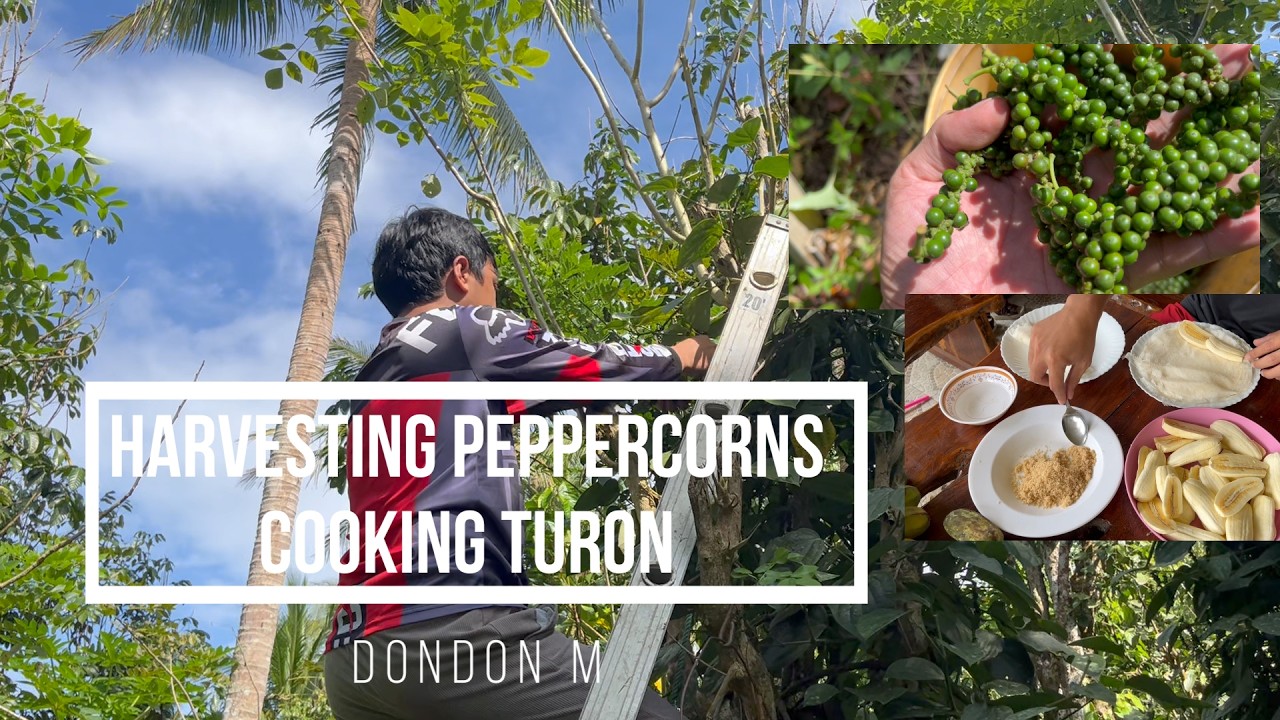 Simple Family Farm Life Vlog| Harvesting Peppercorns (Paminta) & Cooking Turon 🌿🍌