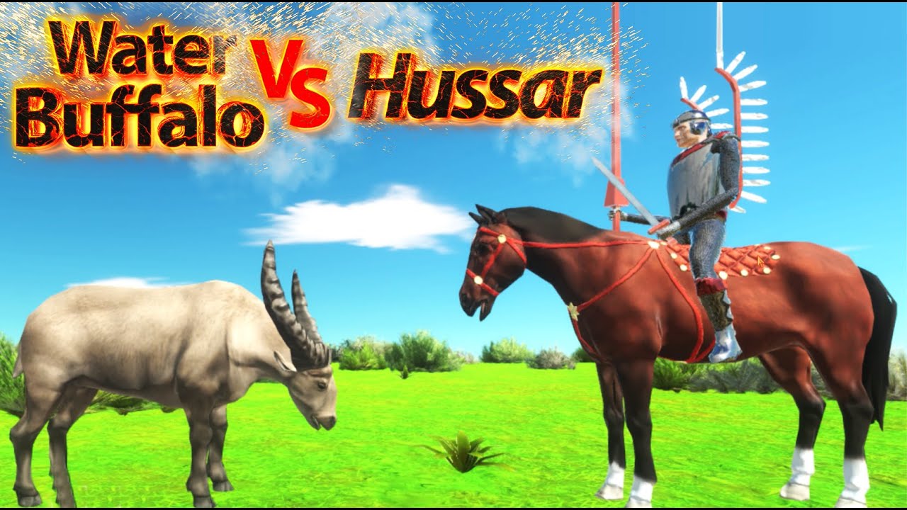 Hussar Vs Cape Water Buffalo ! ARBS