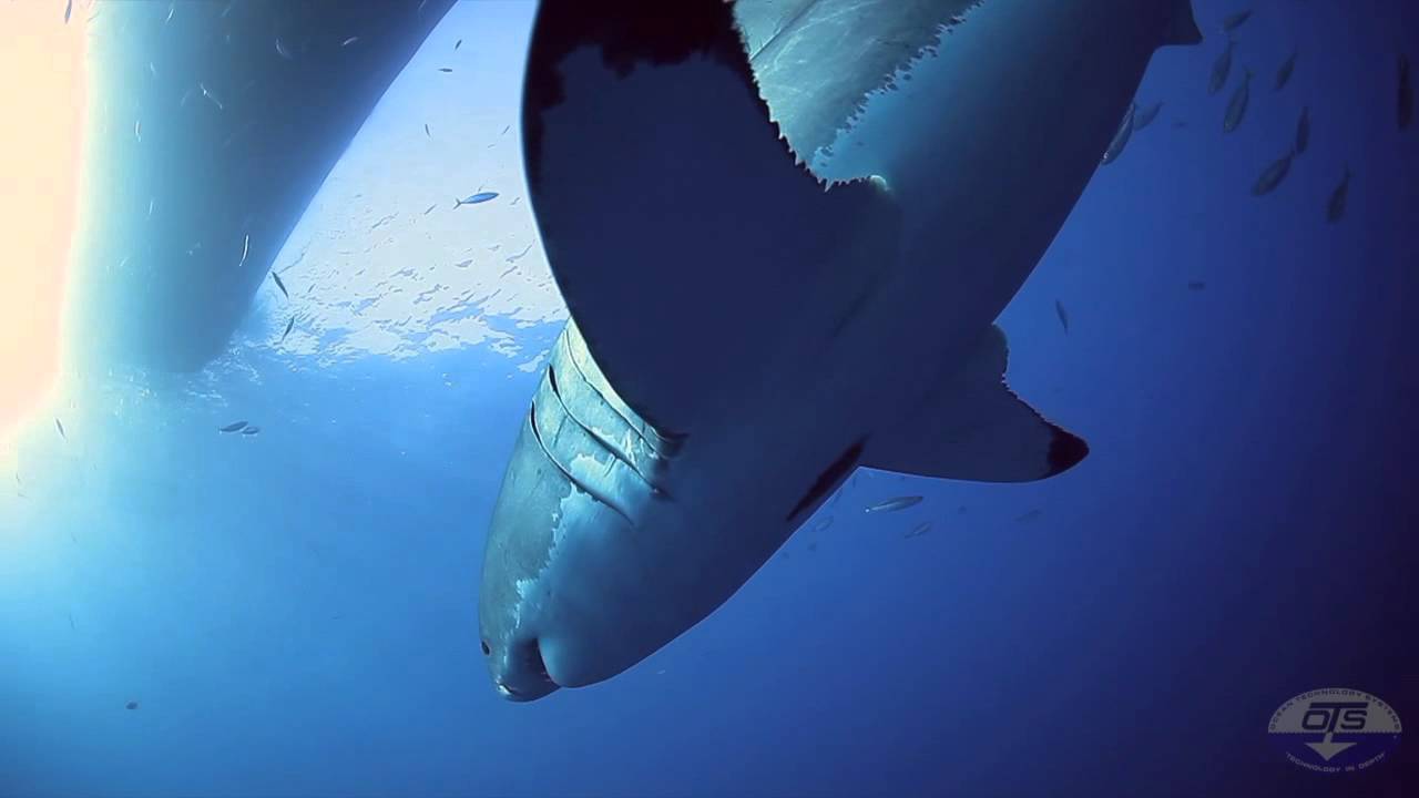 Shark Diving International