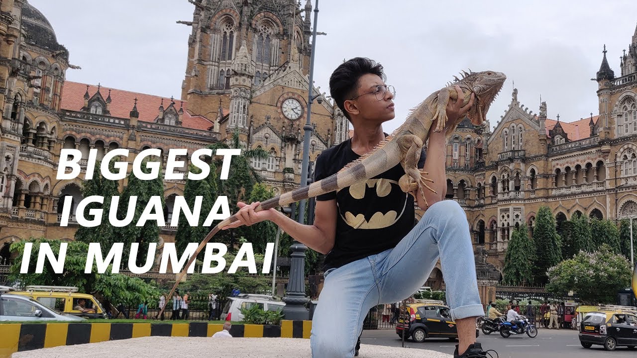 ROAMING WITH IGUANA IN SOUTH BOMBAY