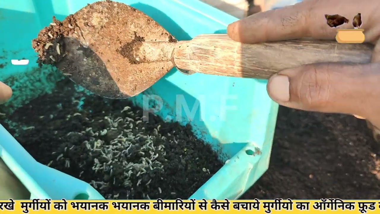 कीड़ों को लंबे समय तक कैसे स्टोर करें मुर्गियां के लिए #poultryfarming #trend #farming #trending 