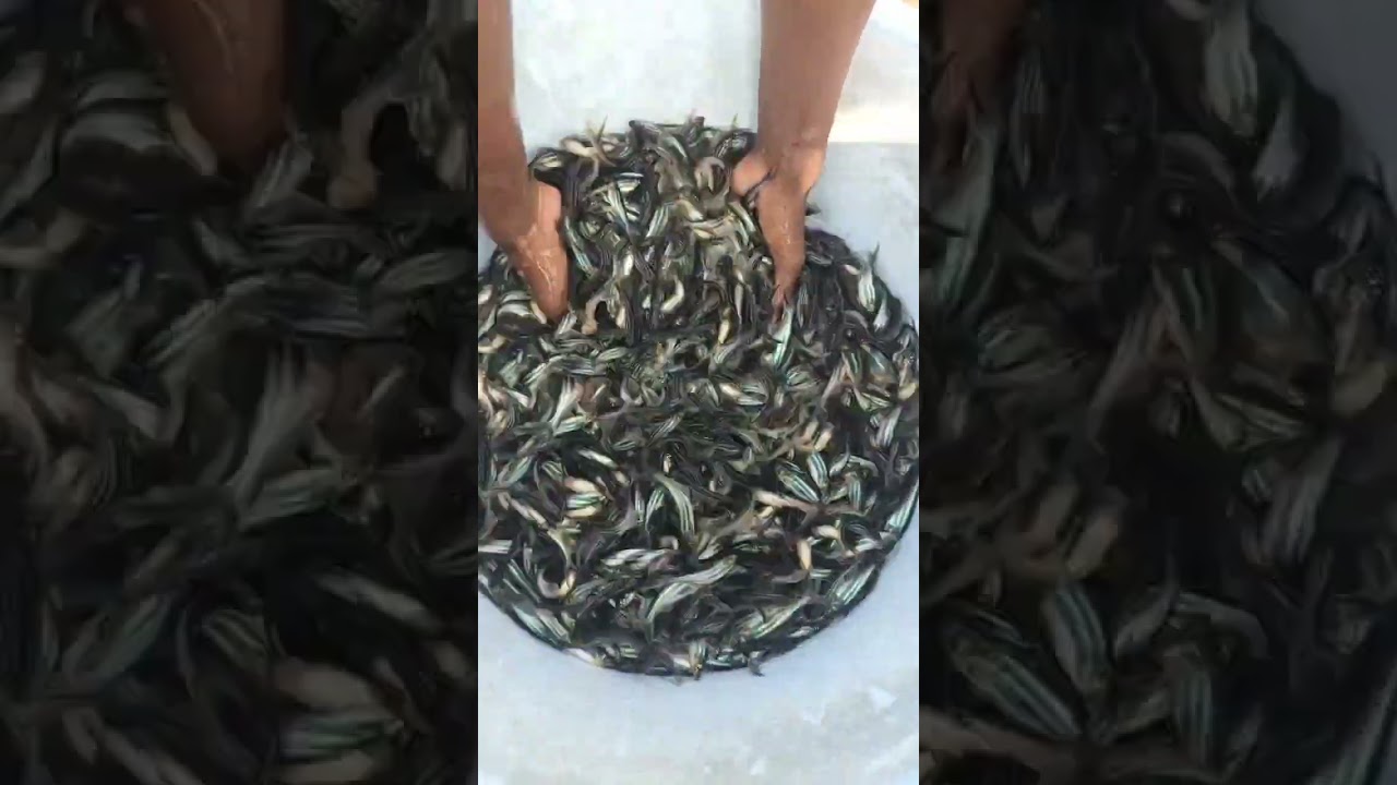 Pangas seeds 8121186036#fish #fishseeds #aquaculture #bioflocsystem #ras