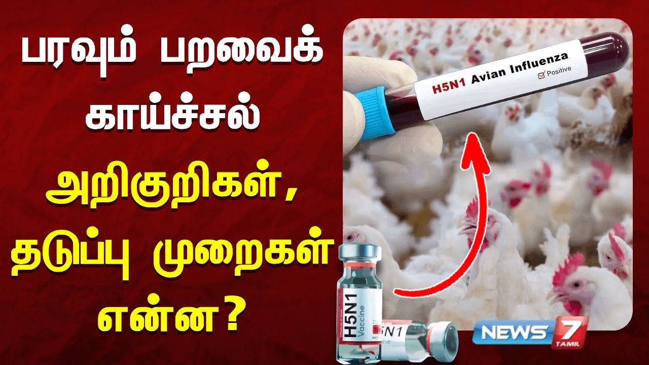 பரவும் பறவைக் காய்ச்சல் - அறிகுறிகள், தடுப்பு முறைகள் என்ன? | Bird Flu | News7 Tamil