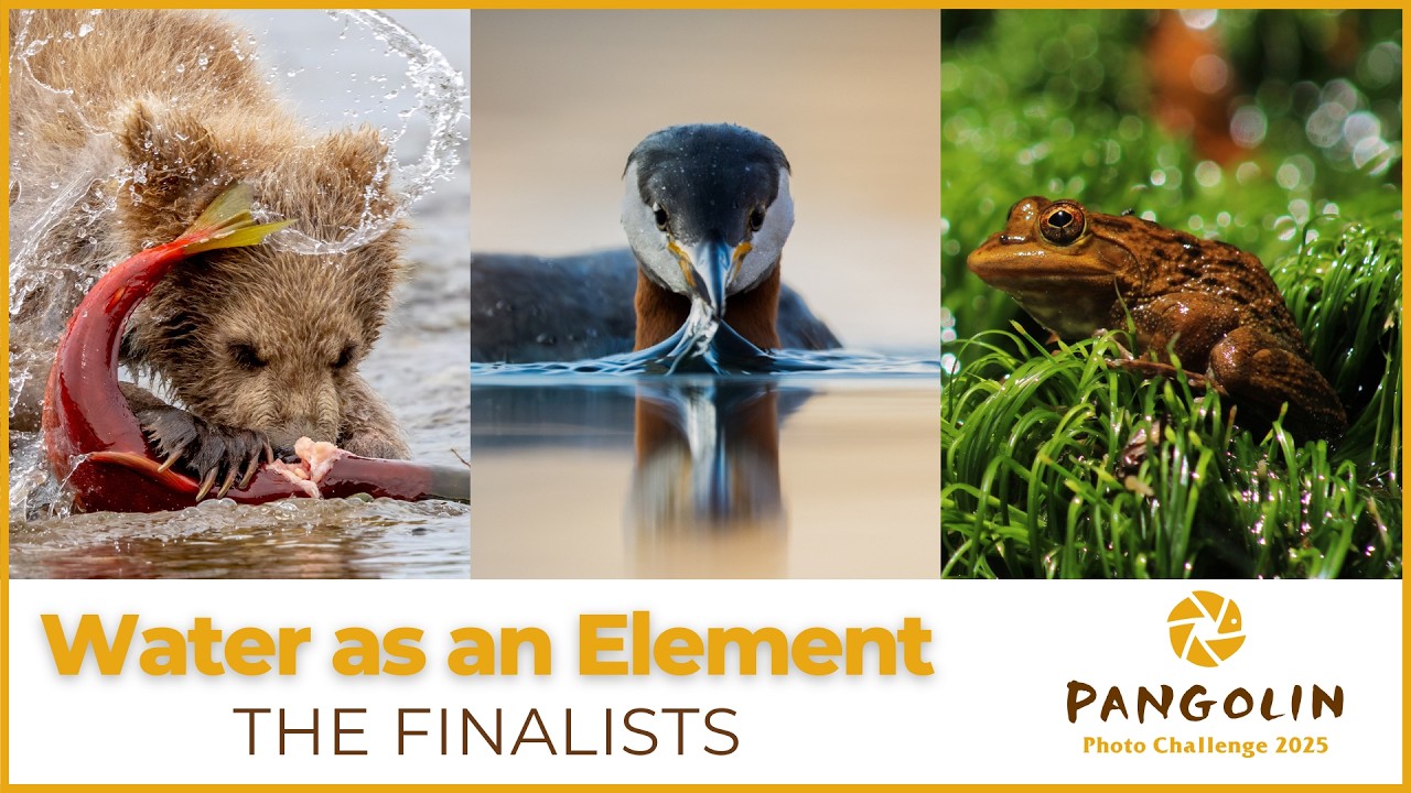 The 47 Finalists are Revealed