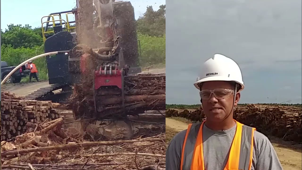 GARRA TRAÇADORA  colheita florestal veja como funciona o processo de  corte da garra