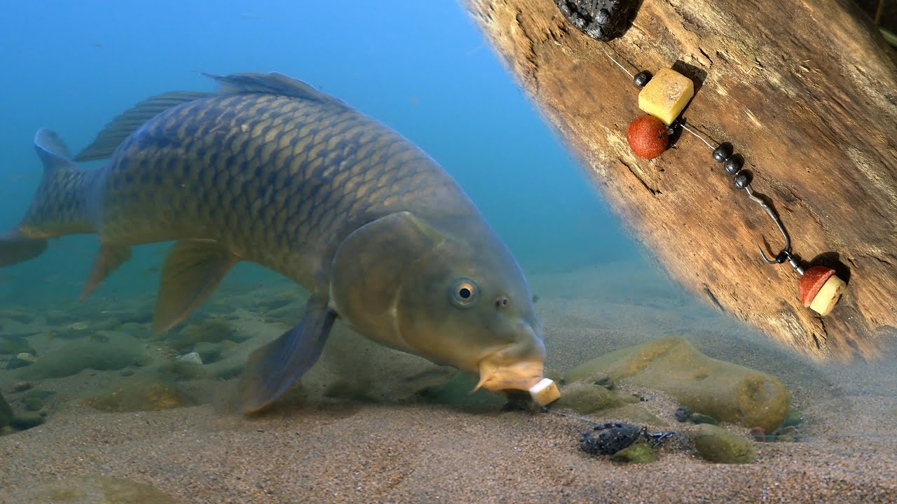 Fishing with raw potatoes led to a strange-looking carp...