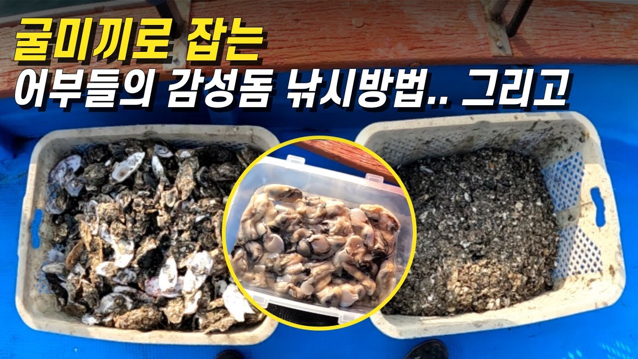 굴 미끼로 잡는 어부들의 감성돔 낚시방법을 해보았습니다 그리고 크릴 미끼로 카고낚시도 해보았네요 통영 감성돔낚시 본 시즌입니다 많이 잡으세요