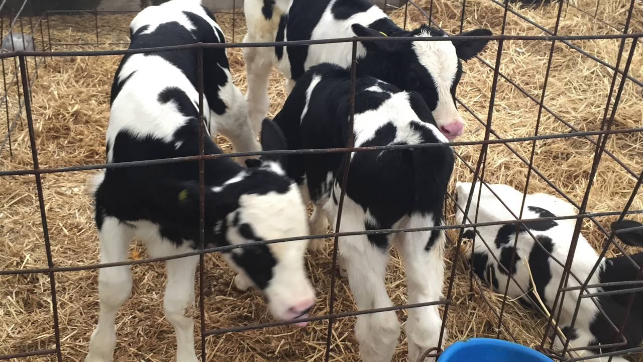 Cross Sucking in Dairy Calves