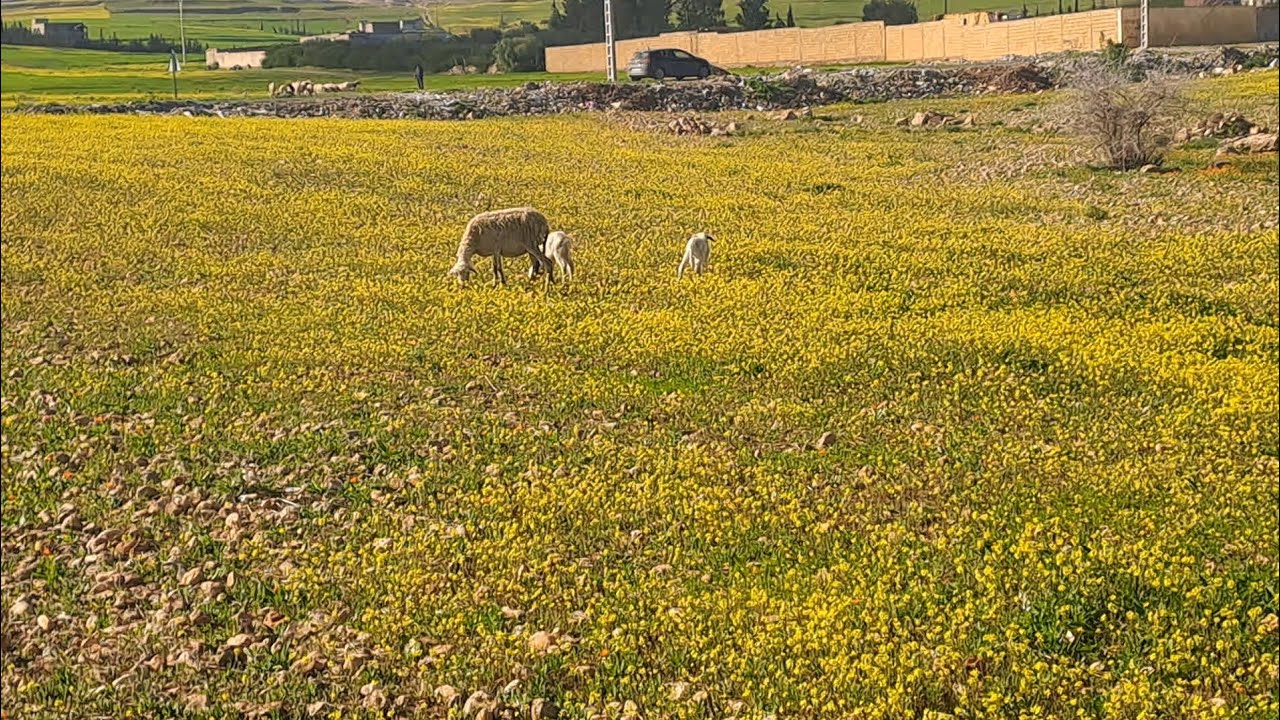 جري عليا نجري عليك تنظيفات من القلب رغاوي والحداكة
