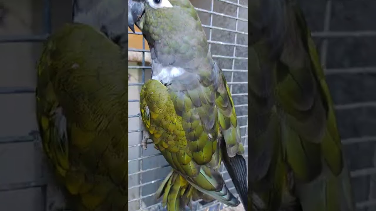 Loro tricahue Criadero Barranquero