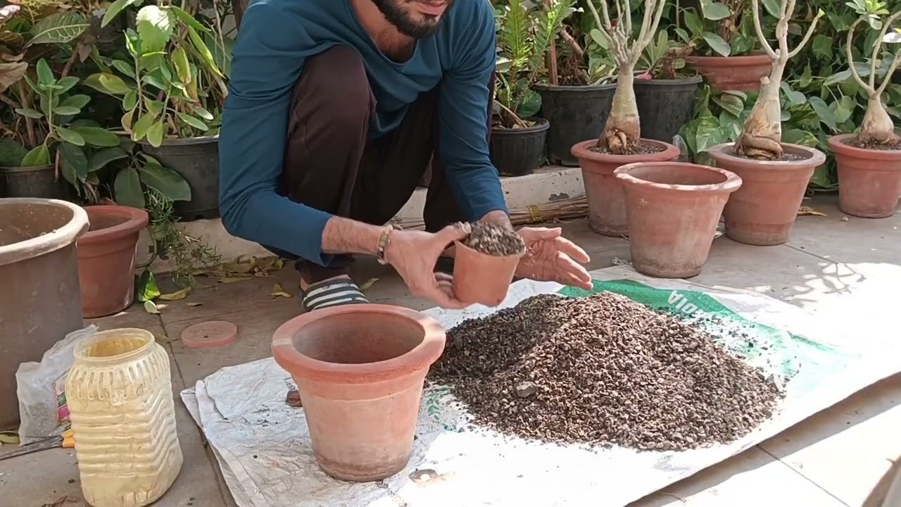 || भाई ने कितने अच्छे से केयर की है गार्डन की  vlog || part -2 ||