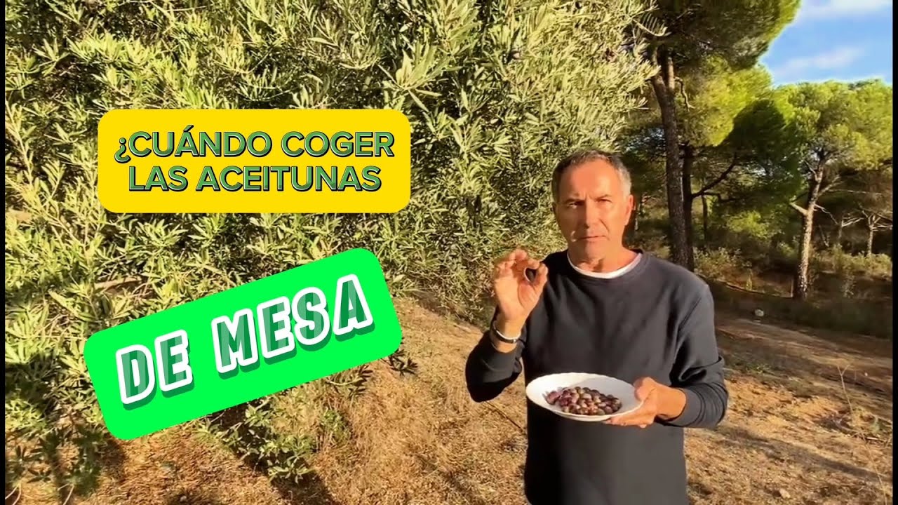 ACEITUNAS DE VERDEO: Cómo saber el momento justo para cosecharlas para aperitivo
