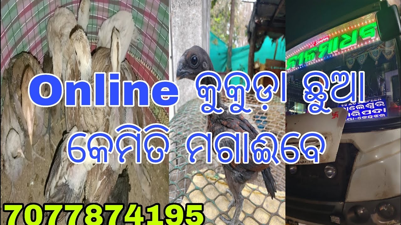 Online କୁକୁଡ଼ା ଛୁଆ କେମିତି ପଠାଗଲା ଆଶ ଦେଖିବା #youtube #vlog 