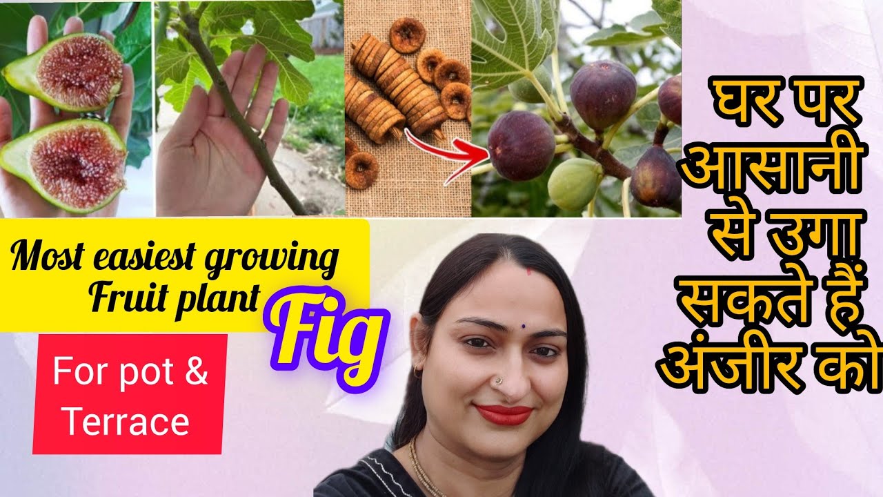 Most easiest growing fruit plant fig/ घर पर आसानी से उगा सकते हैं अंजीर को#fruit #gardening #viral 