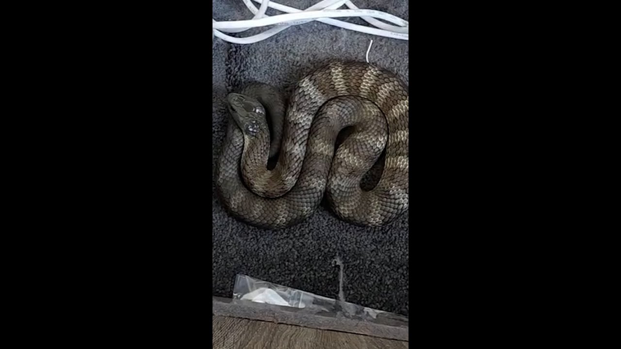 Terrified Aussie finds one of the world’s deadliest snakes next to her bed