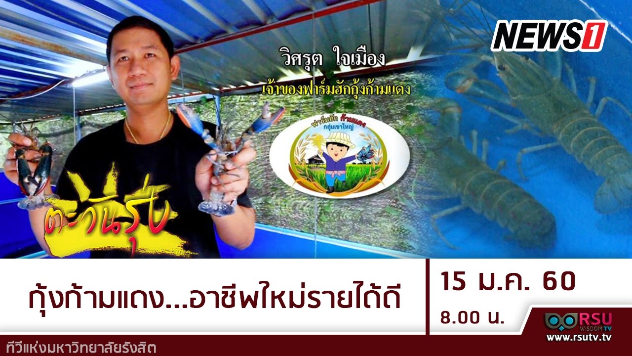ตะวันรุ่ง : กุ้งก้ามแดง...อาชีพใหม่รายได้ดี โดย คุณวิศรุต ใจเมือง