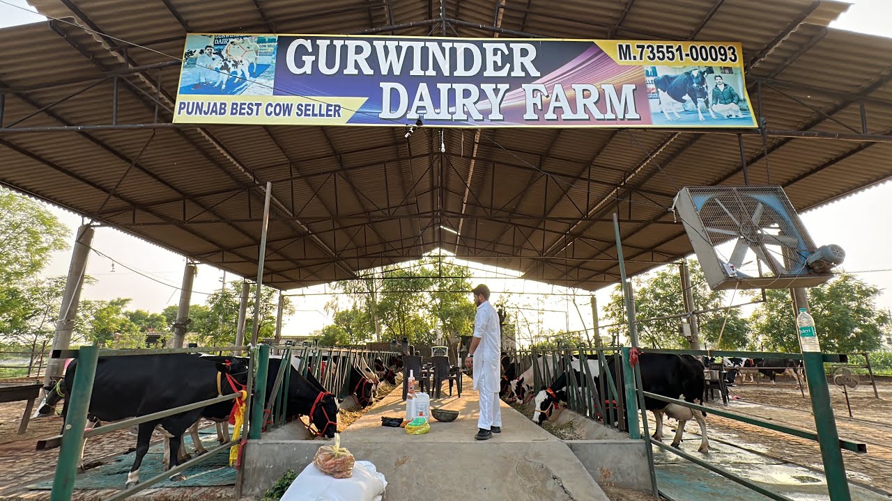 Biggest cow seller in India || Gurwinder Dairy Farm | reupload video