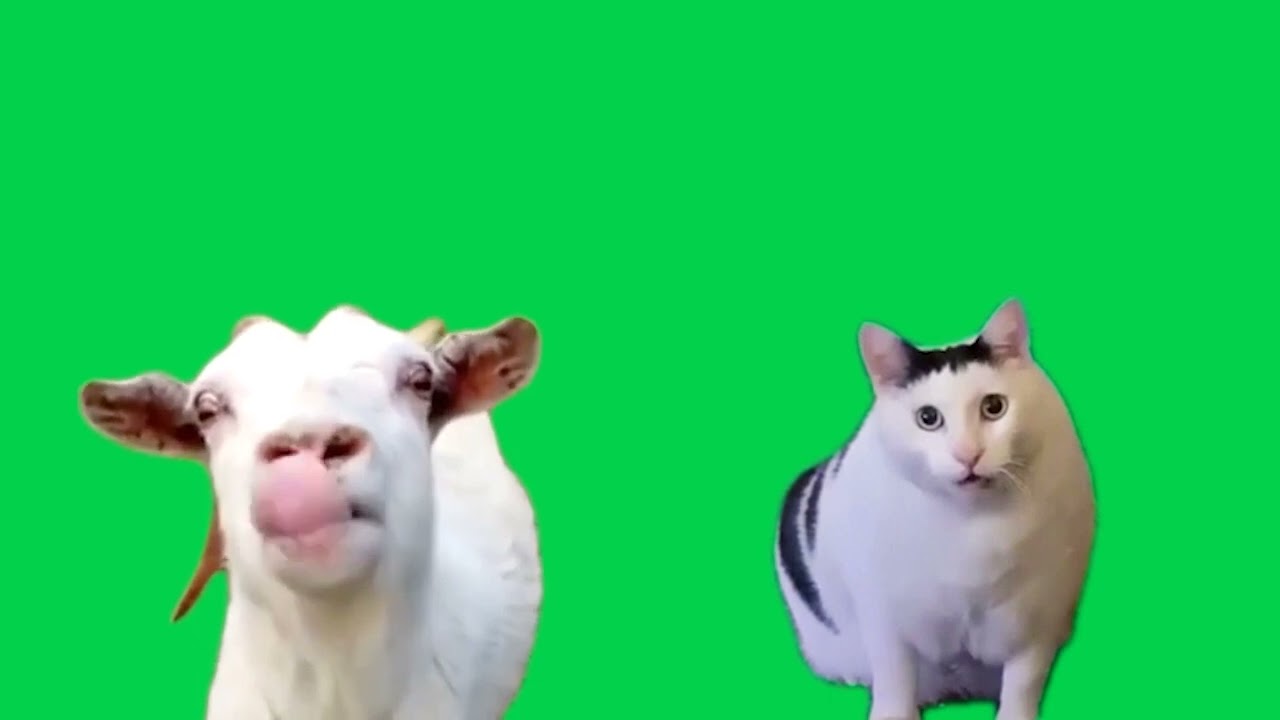 cabra verde verde hablando con un gato despistado meme