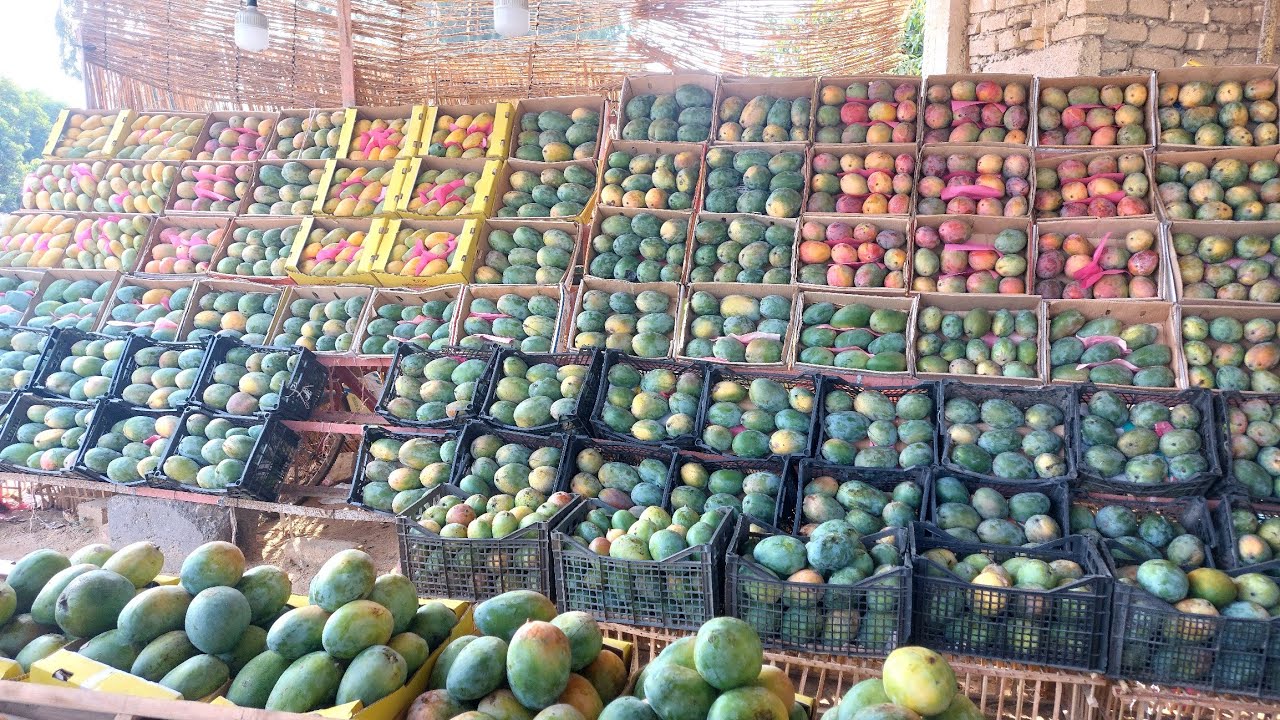 مواعيد تطعيم المانجو الصغيرة و الكبيرة و أهم النصائح الهامة | مانجو العرب م.عماد عادل