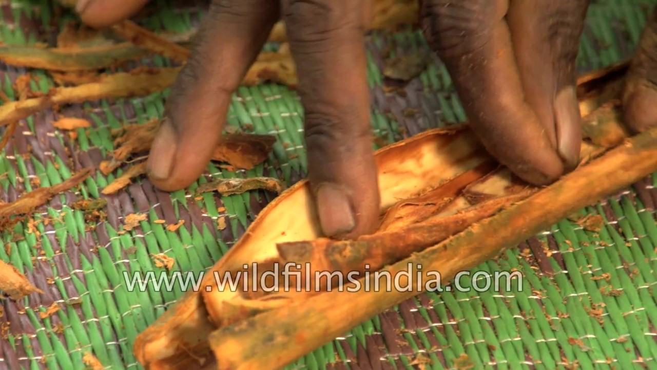 Cinnamon bring harvested and cured at a plantation in Sri Lanka