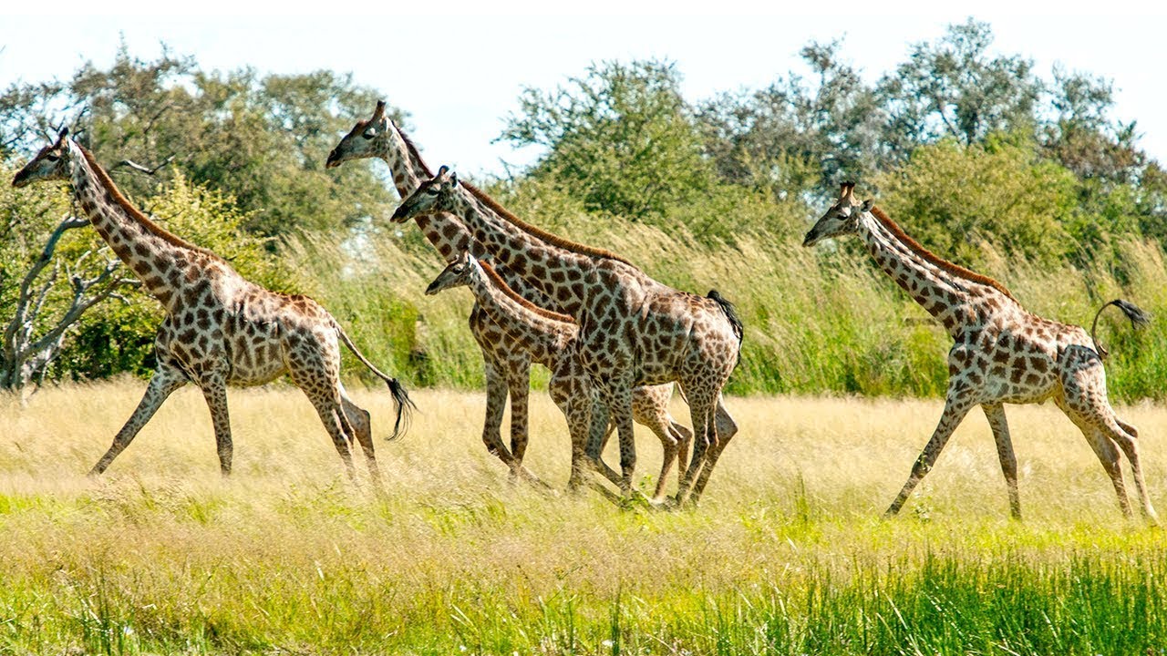 Zimbabwe Green Season Safari