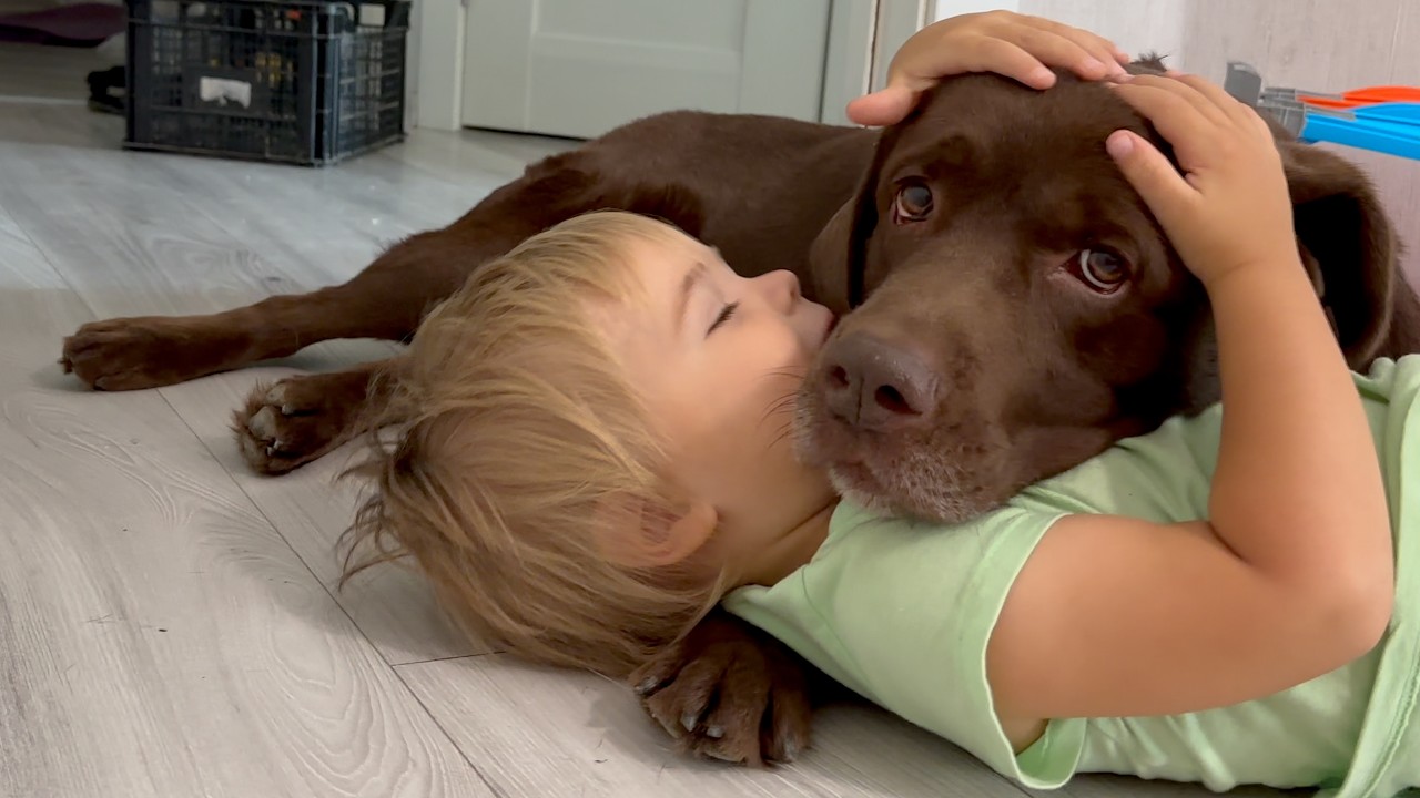 Adorable Labrador proves he's the gentlest best friend ever