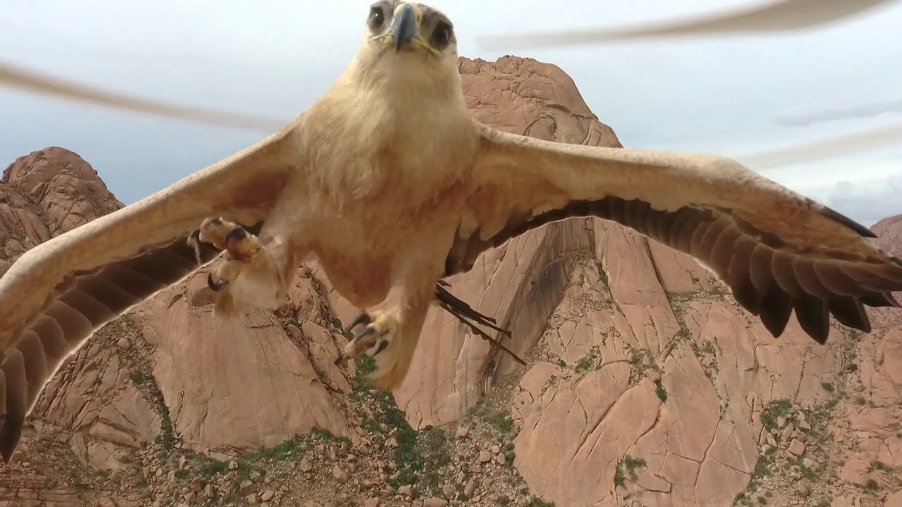 Águila ATACA a nuestro DRONE! Eagle Attacks drone