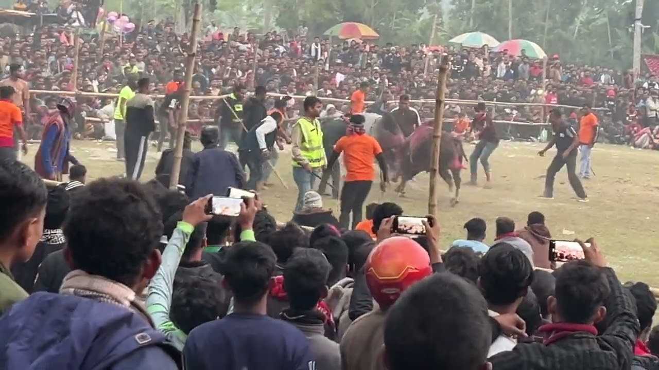 #fighting #bull #viralvideo #viral #cow 
