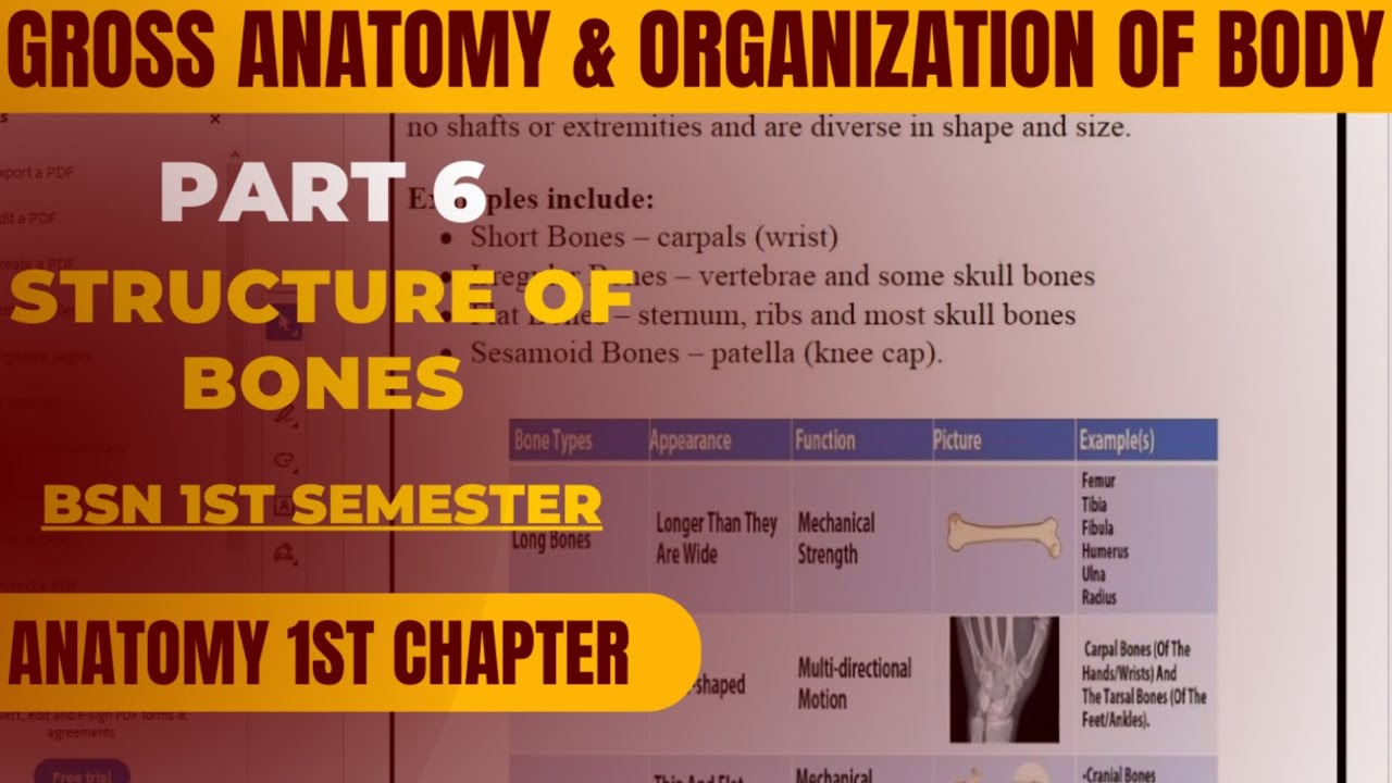 Lecture 6 | Gross Anatomy & Organization Of Body | Structure Of Bones | BSN 1st Semester