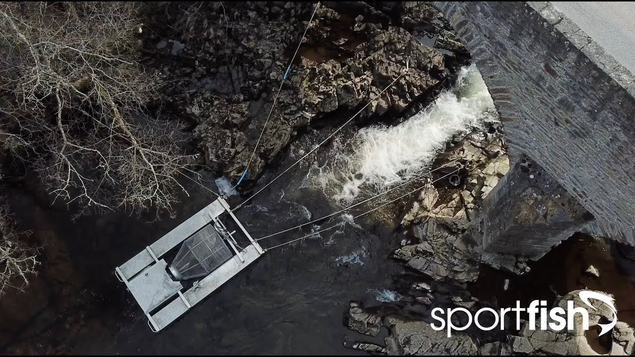 Interview with the Atlantic Salmon Trust and Spey Fishery Board