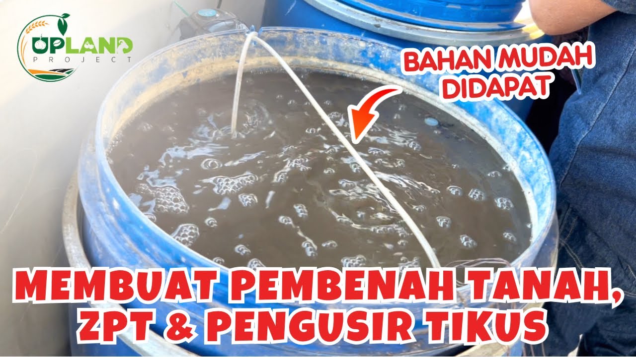 Cara Membuat Pembenah Tanah, ZPT, dan Pengusir Tikus Organik | UPLAND Project