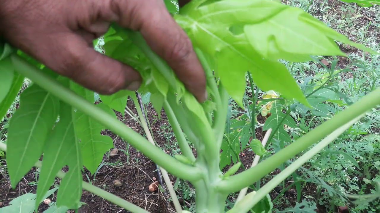 GLYPHOSA:-41%100ml/15ltr 9september 2021 &VIRUS CONTROL