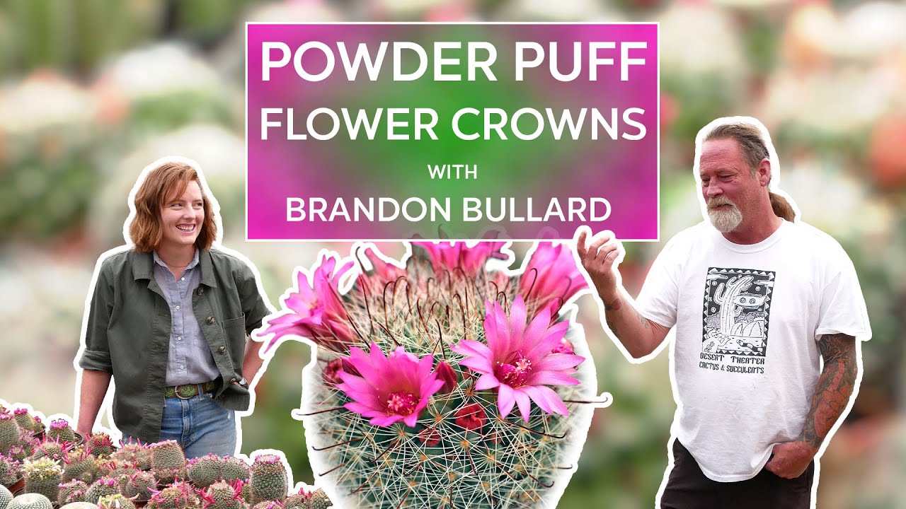 Mammillaria Cactus Flower Crowns - with Brandon Bullard of Desert Theater Cacti & Succulents