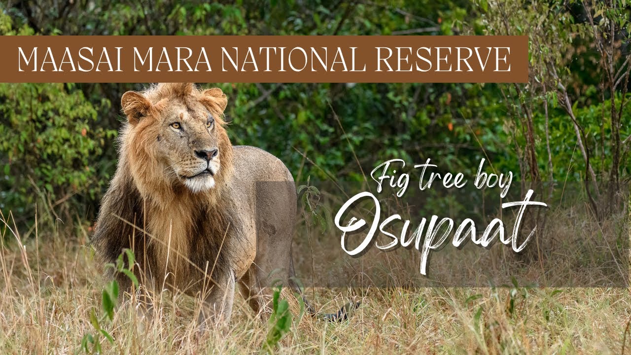 Fig tree boy Osupaat and the females -  Maasai Mara Nationaal reserve - Kenya 4K HDR