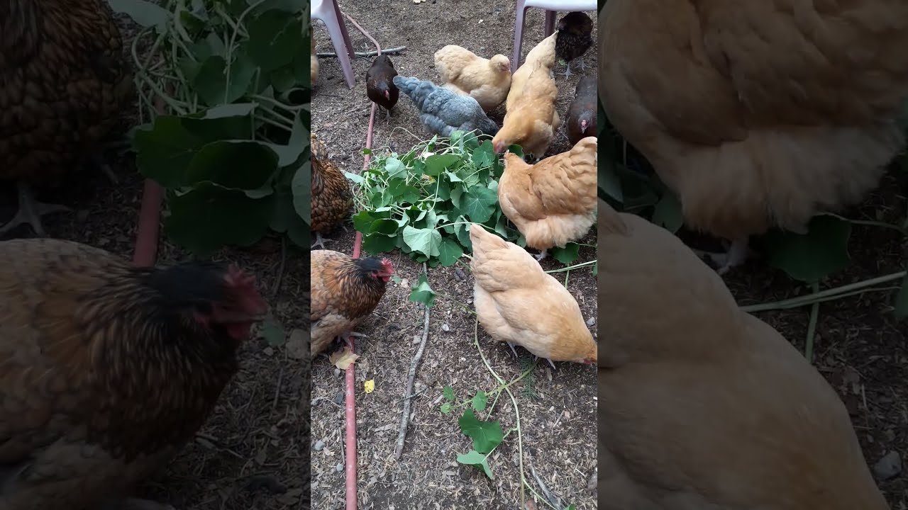 Freerange hens eating #nasturtium #chicken #freerangechickens #garden #bufforpington #orpington #fun