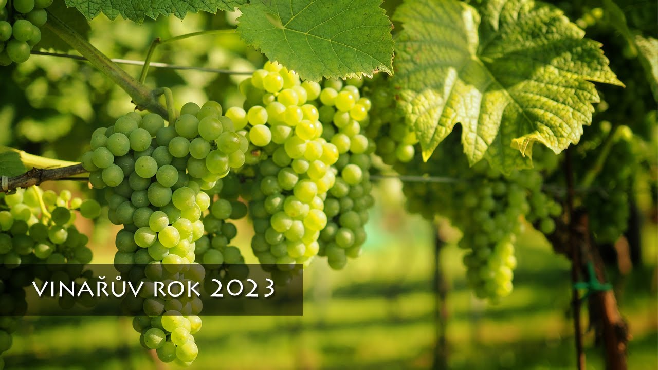 Vinařův rok 2023 aneb od řezu až po sklizeň hroznů. Domácí víno z révy