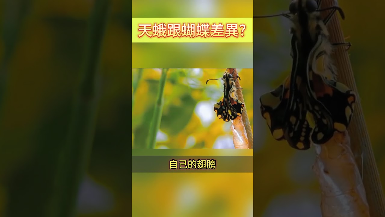 天蛾跟蝴蝶的差異?
