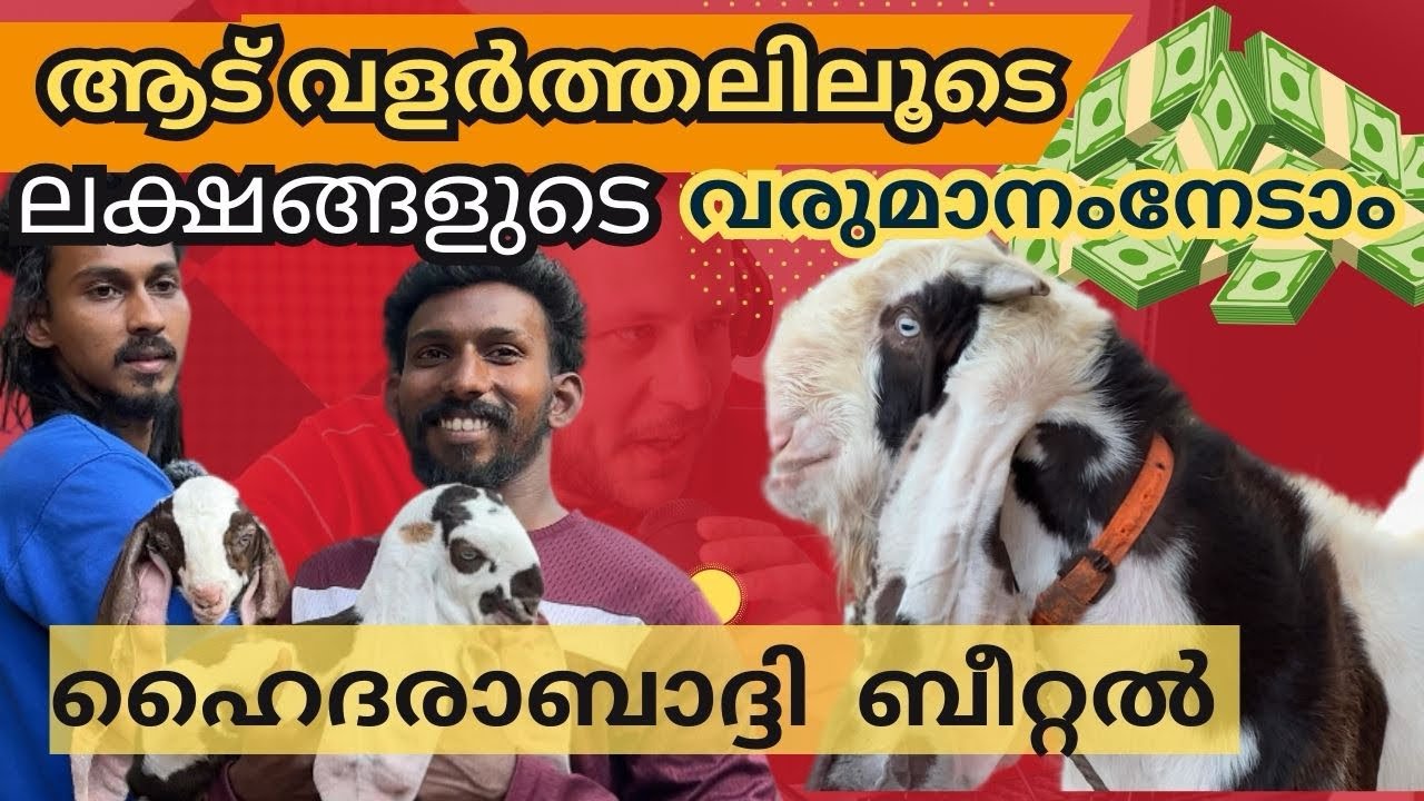 ലക്ഷങ്ങൾ വില വരുന്ന ഹൈദ്രബാദി ബീറ്റൽസ് 👍