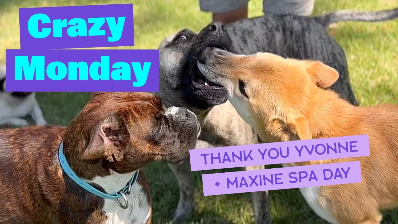 Grooming Day for Big Pack of Rescue Dogs