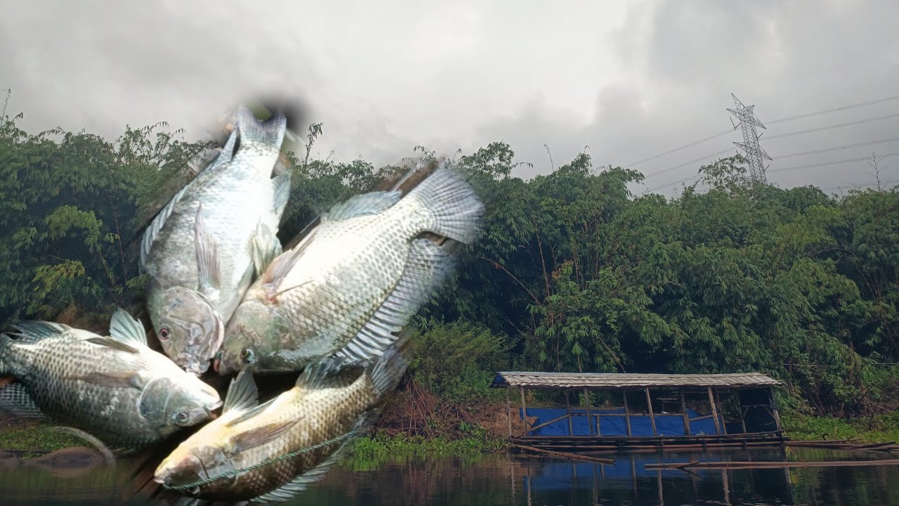 Gak nyangka ikan nya besar besar