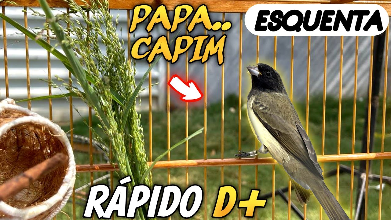 5 DICAS SURPREENDENTE - como esquentar papa capim (ESTORAR CANTO)