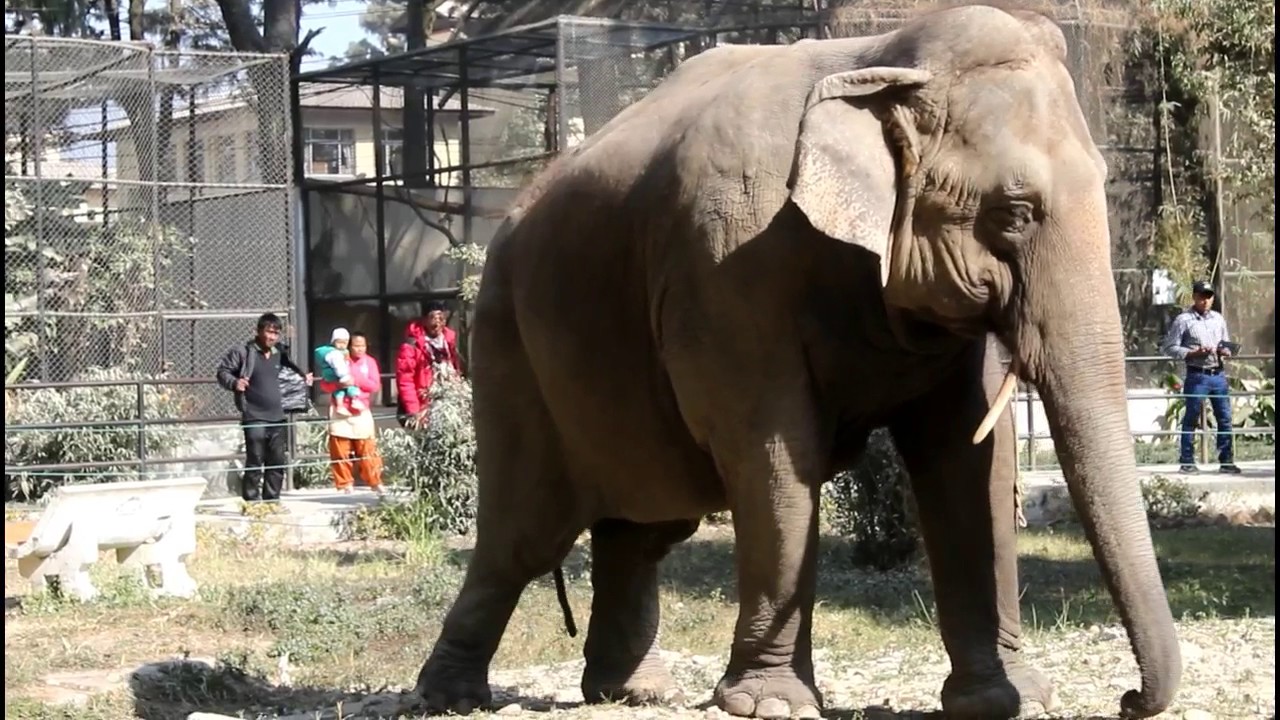 Central Zoo of Nepal