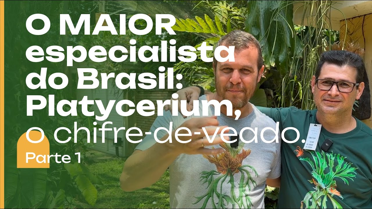 O MAIOR especialista do Brasil em Platycerium: o MESTRE Luiz Neto. Parte 1.