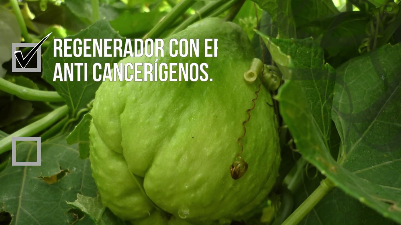 BENEFICIOS DE LA GUATILA I&middot;I MARISOL DUQUE M.D.