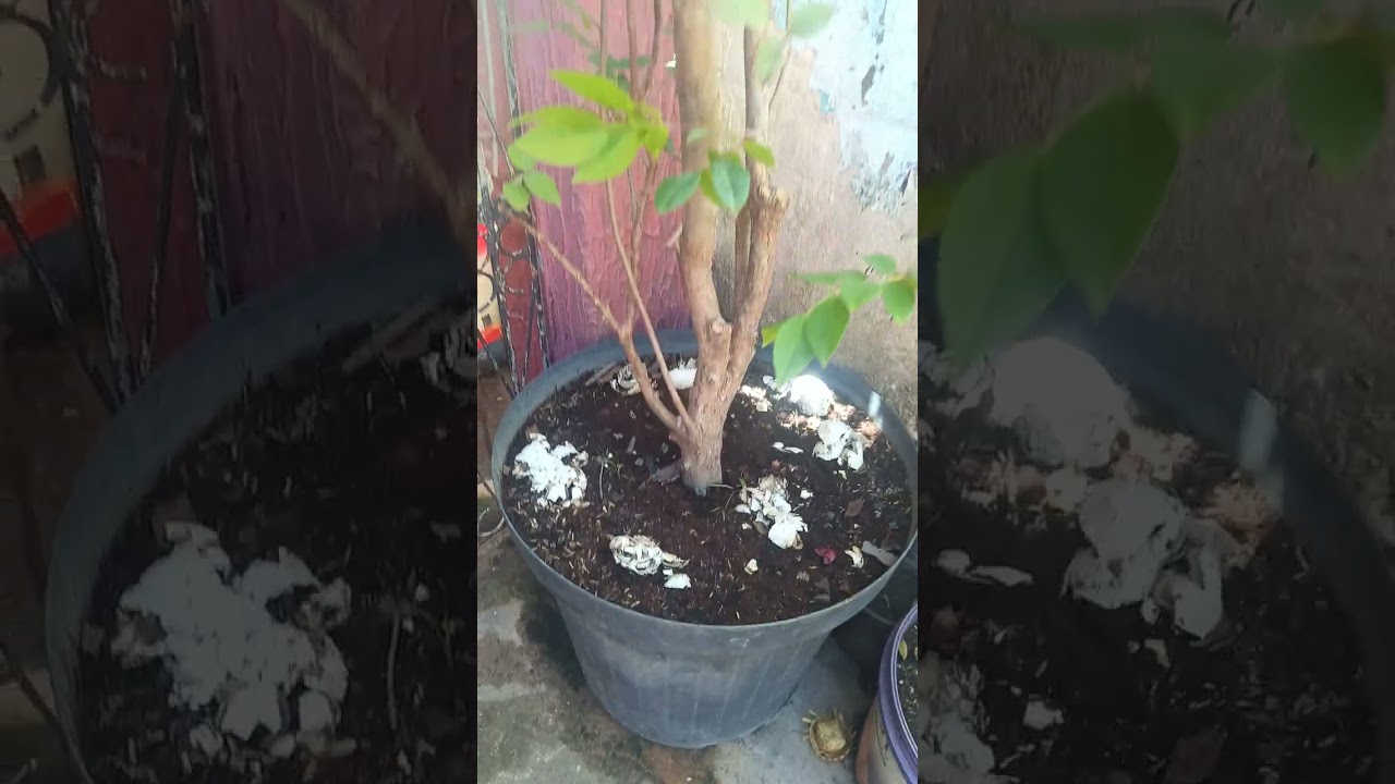 Enxerto de araçá na goiaba tailandesa gigante..##