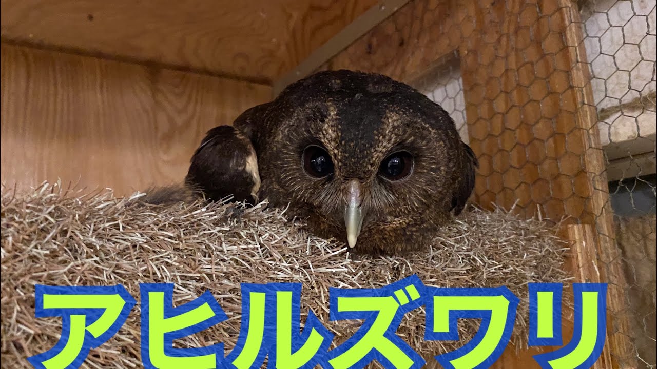 [フクロウの日常]いつも仲良し、、、