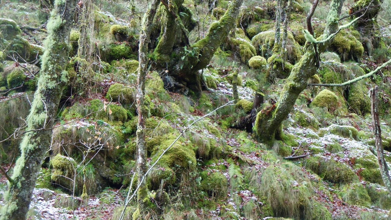Ruta Os Cortios