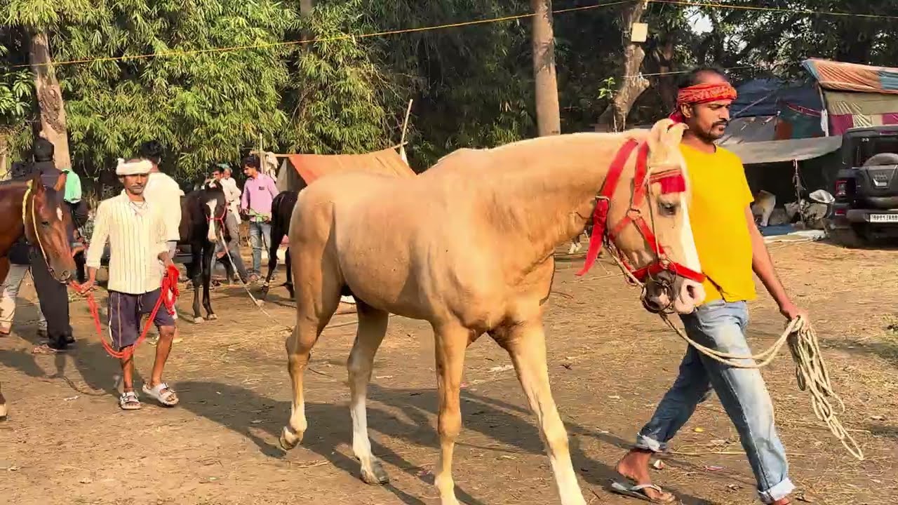 सोनपुर मेला 2025 के खूबसूरत घोड़े 🐴✨ | Beautiful Horses at Sonepur Mela 2025, Bihar