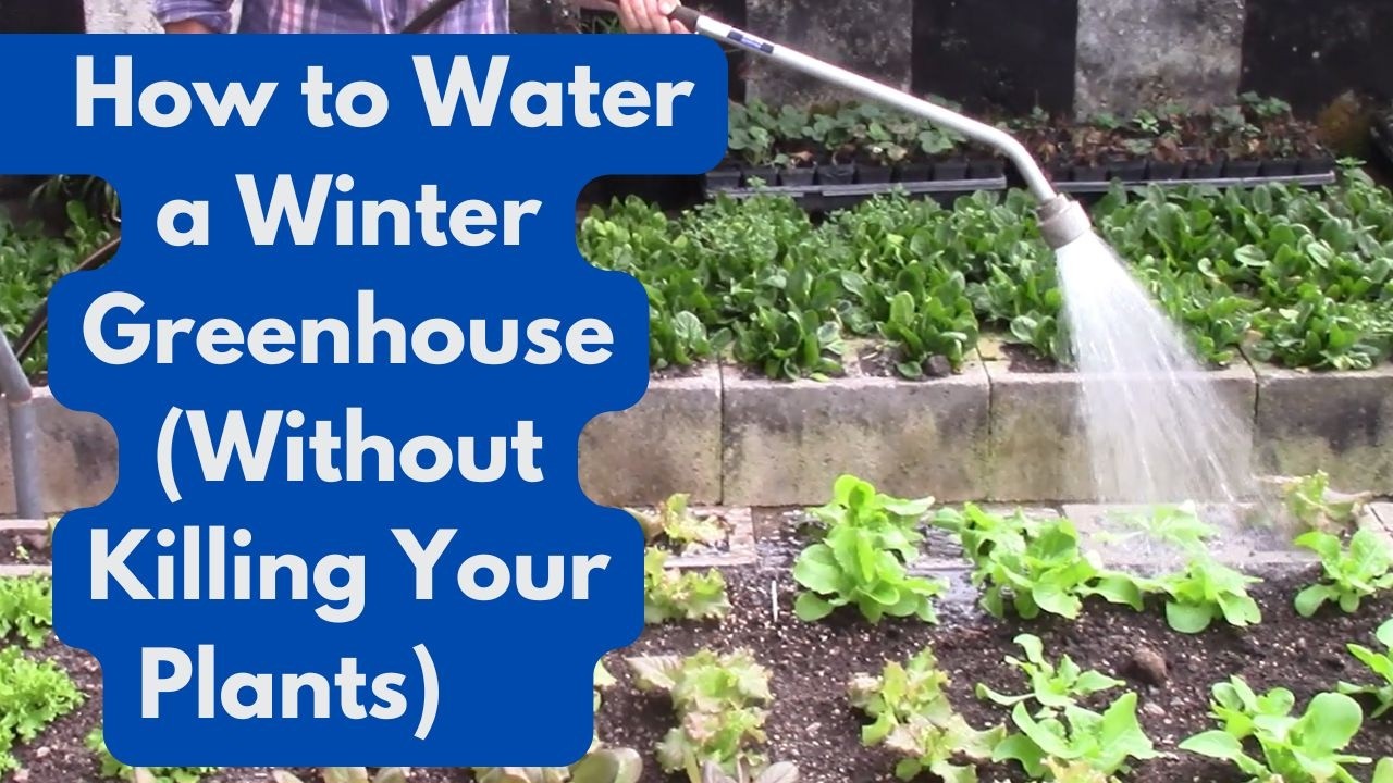 How to Water a Winter Greenhouse (Without Killing Your Plants)