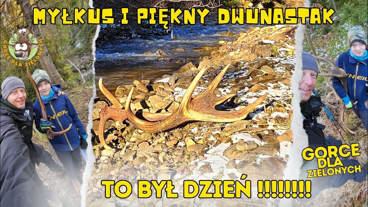 Myłkus i piękny DWUNASTAK !!! Na jednej wyprawie. #zrzuty #zrzuty2024 #poroże #jelenie #gorce #las
